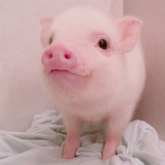 粉色可爱小猪头像