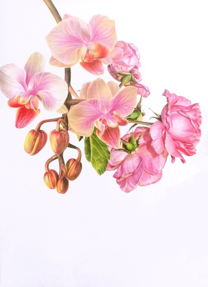 彩铅手绘――花卉开作者小米与石石