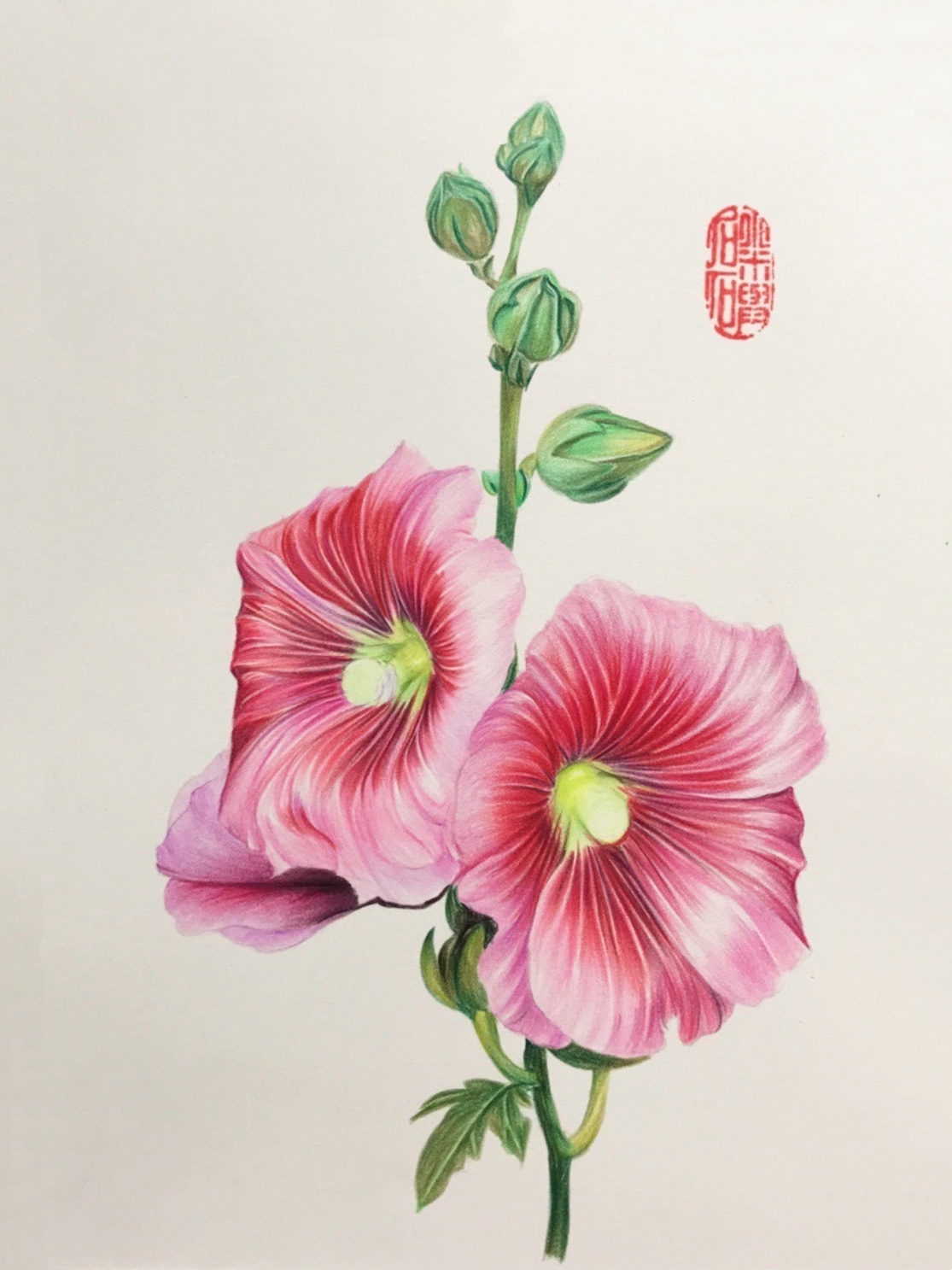 彩铅手绘――蜀葵花(作者:@小米与石石)