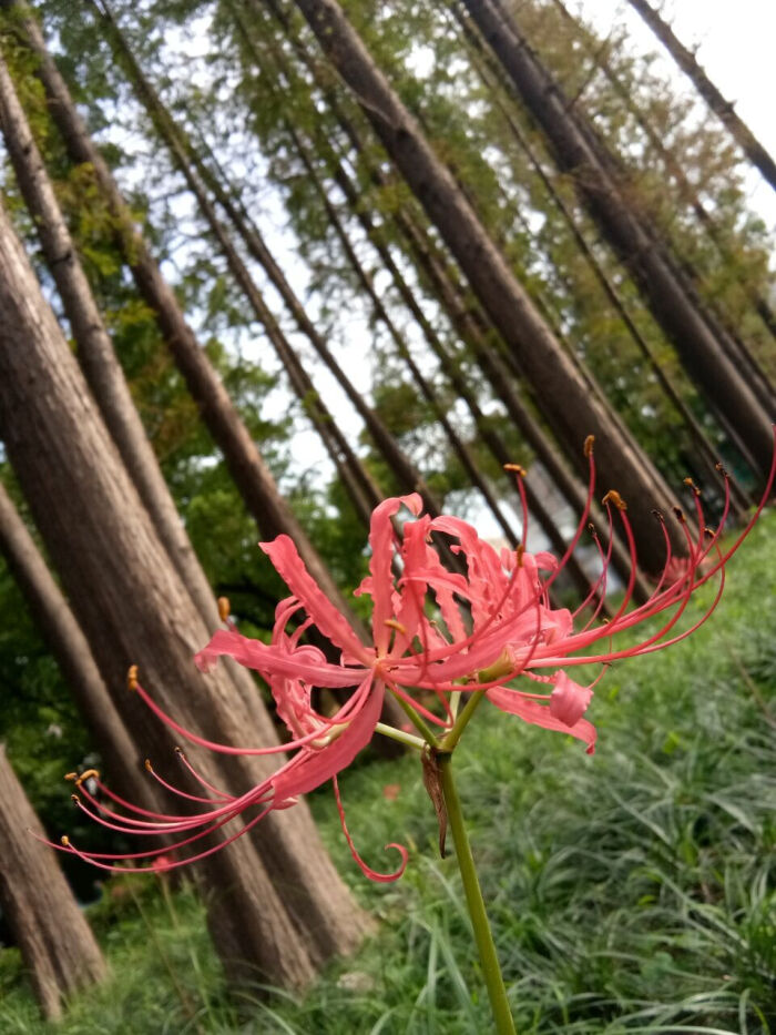 曼珠沙华花开不见叶,出叶不见花,花叶两不相见,生生相错.