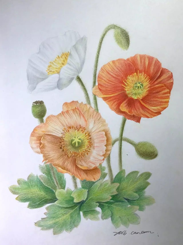 彩铅|画画花,不辜负这春暖花开