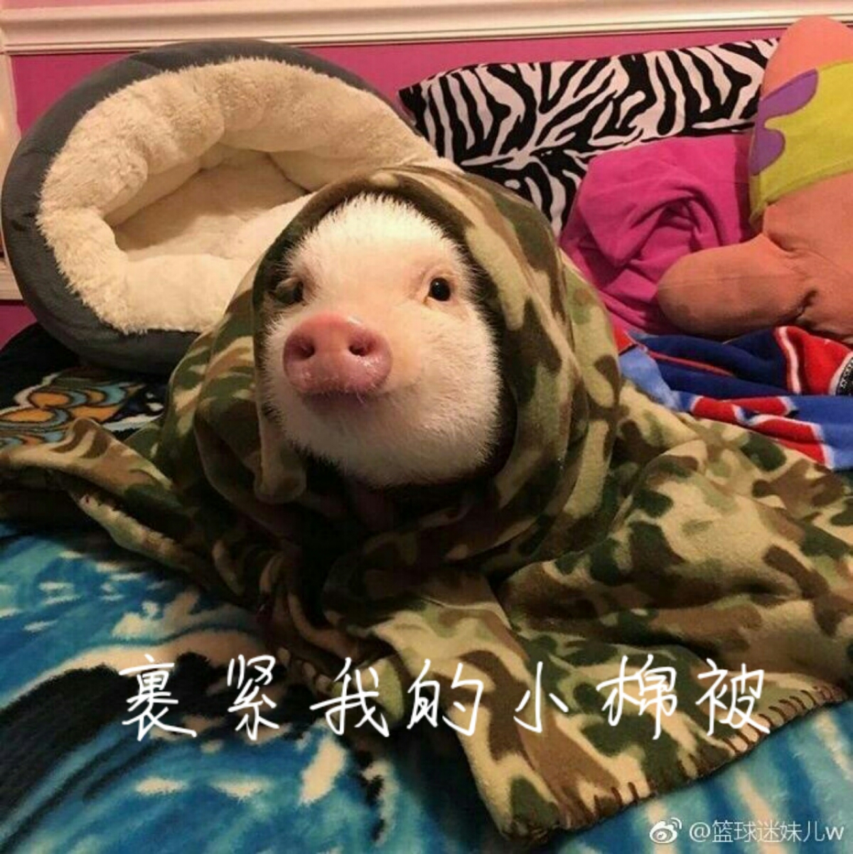 猪 表情包 萌宠
