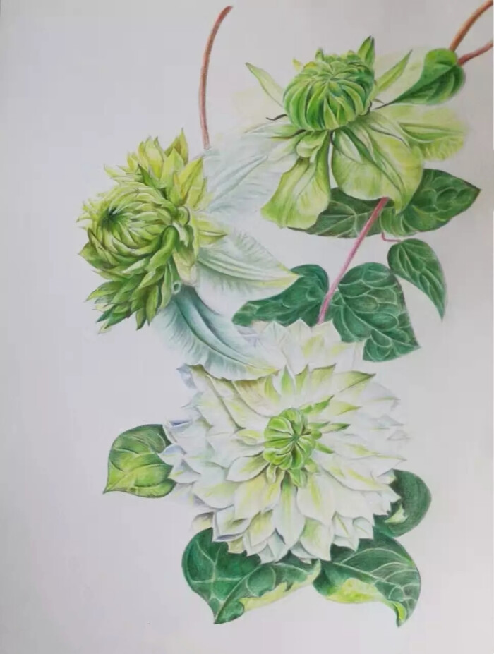 彩铅花卉|画花世界的团练展