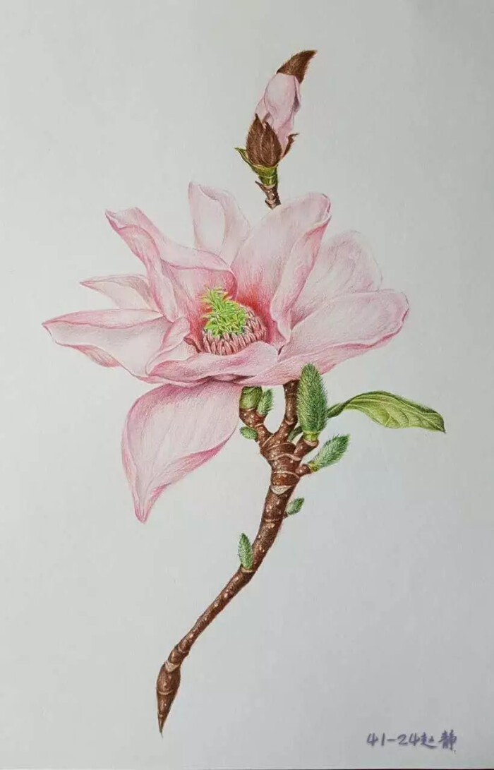 彩铅花卉|画花世界的团练展