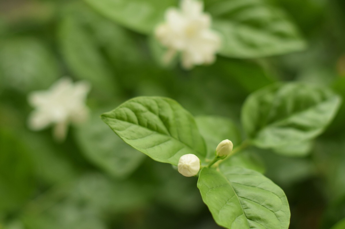 好一朵茉莉 - 堆糖,美图壁纸兴趣社区