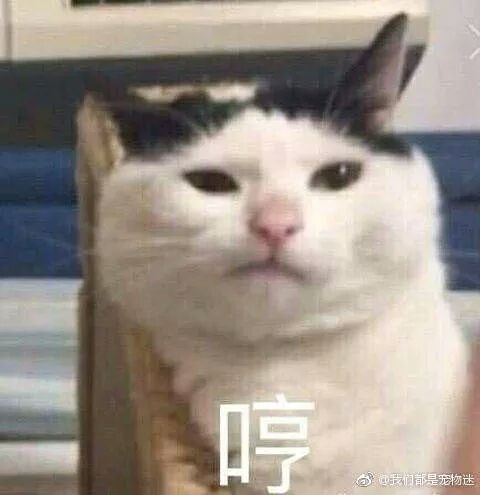 小猫表情包