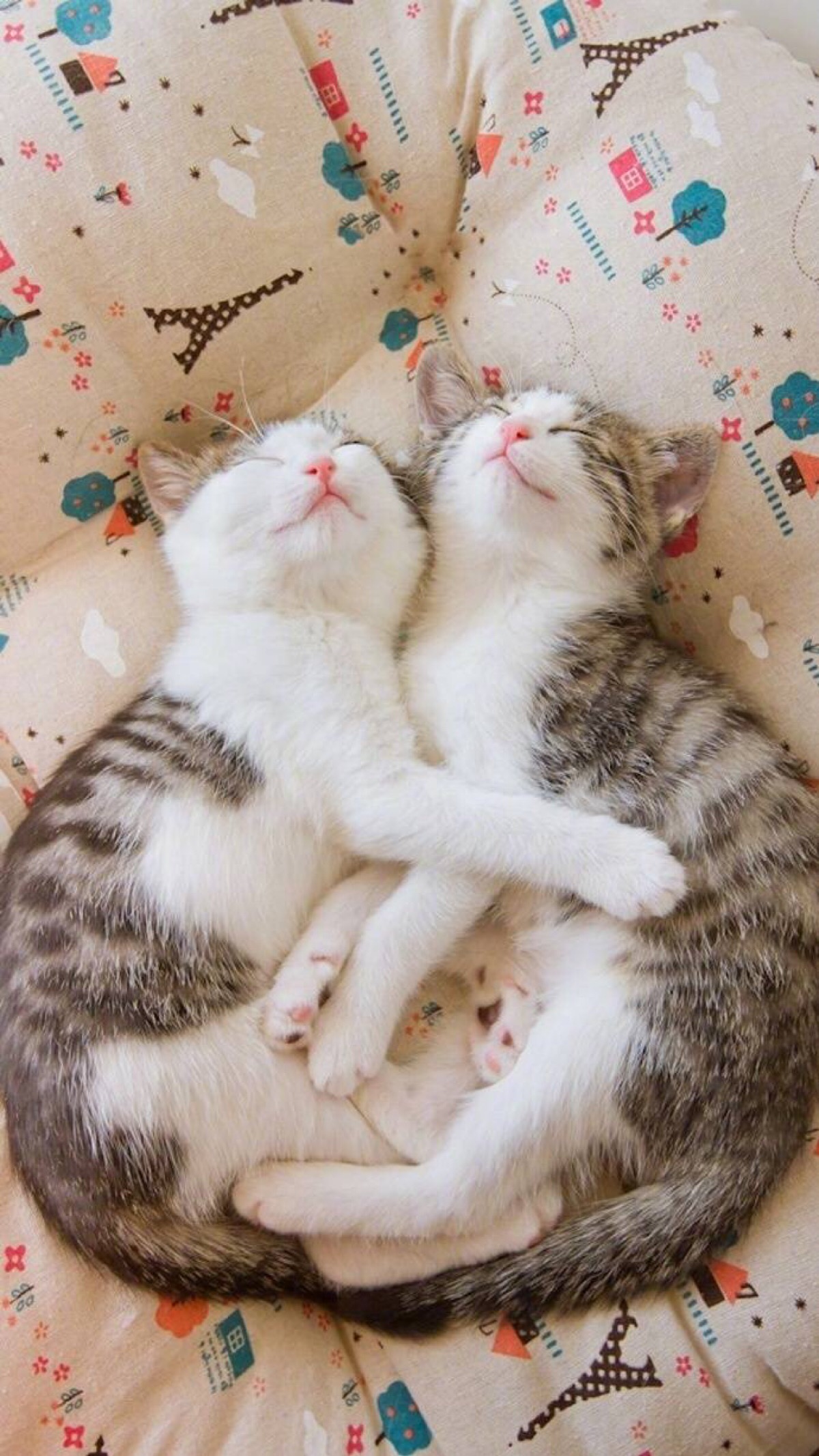 手机壁纸 两只猫咪拥抱