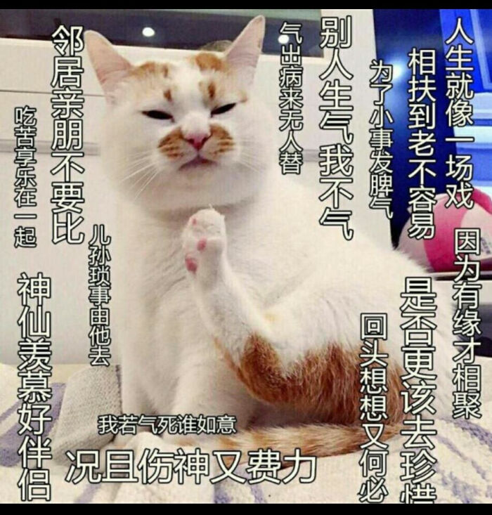 猫表情包可爱,不生气不生气