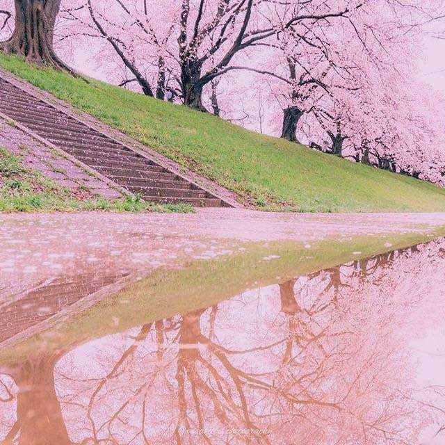 清新#可爱#仙气#意境#粉色#天空#本景