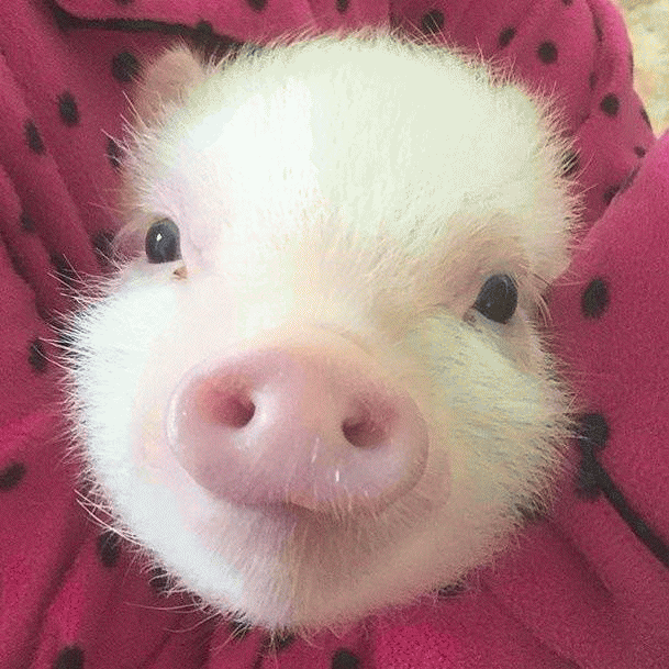 香香猪表情包 可爱迷你宠物猪表情包-符号