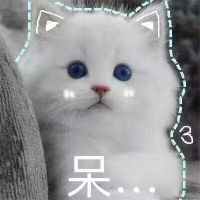 猫咪 表情包 可爱 萌宠