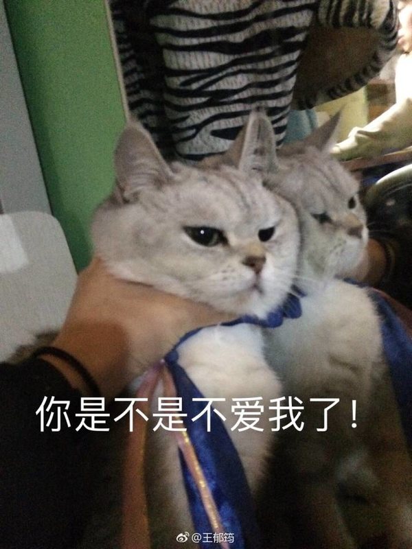 猫咪 表情包 可爱 萌宠