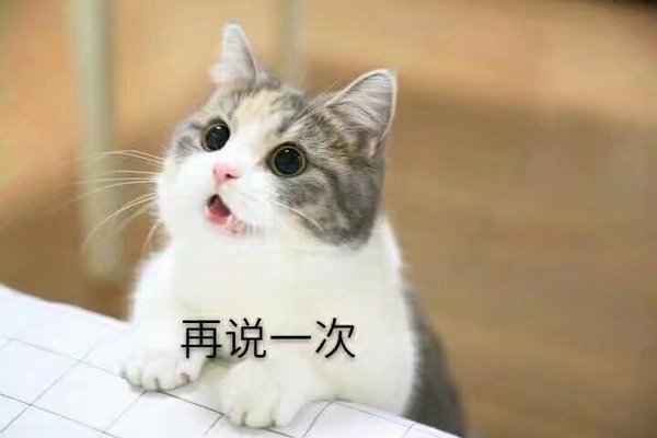 猫咪 撒娇表情包 可爱 萌宠