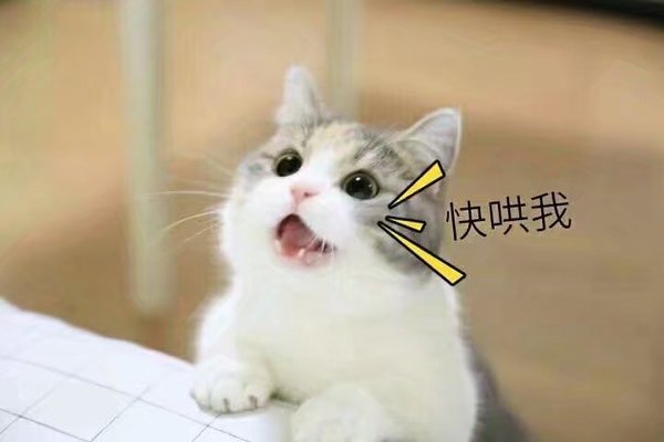 猫咪 撒娇表情包 可爱 萌宠