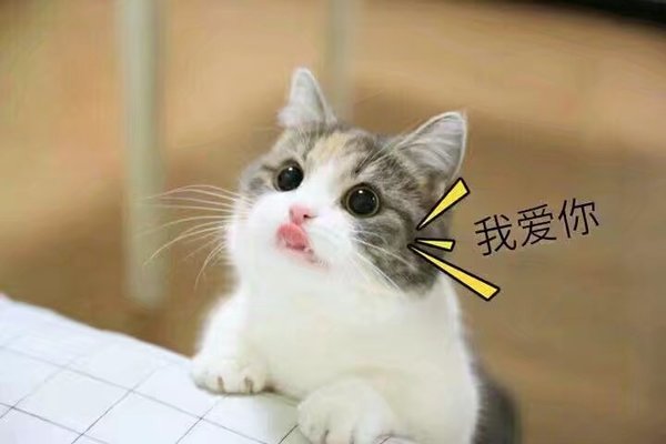 猫咪 撒娇表情包 可爱 萌宠