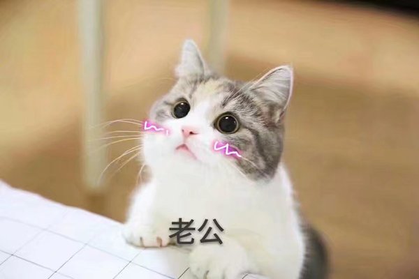 猫咪 撒娇表情包 可爱 萌宠