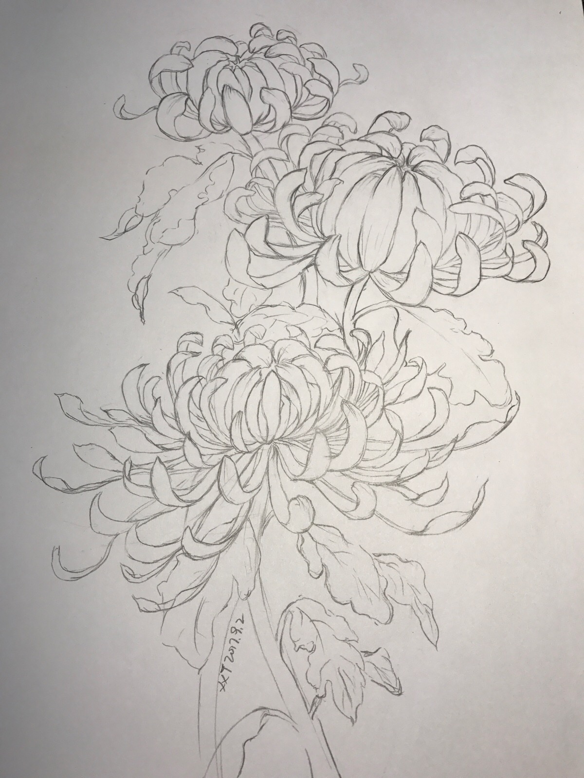 菊花