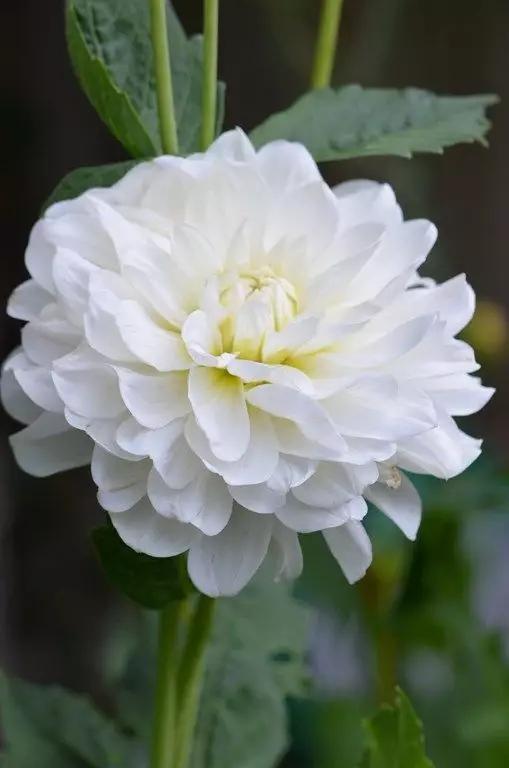 奇花异卉——大丽花容,雍容华贵的美