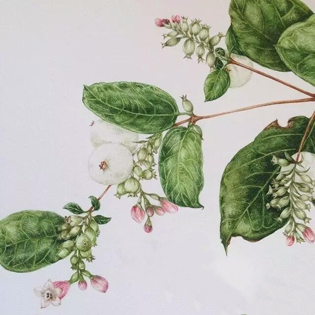 彩铅 植物 手绘