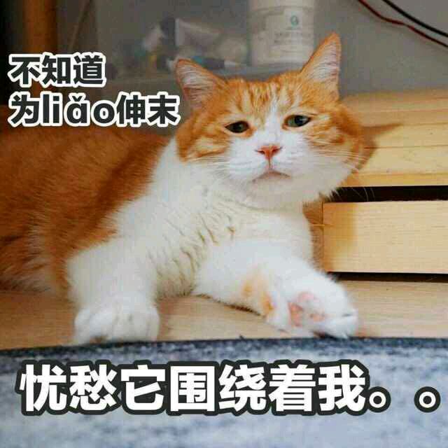 小可爱の表情包 猫咪 忧愁