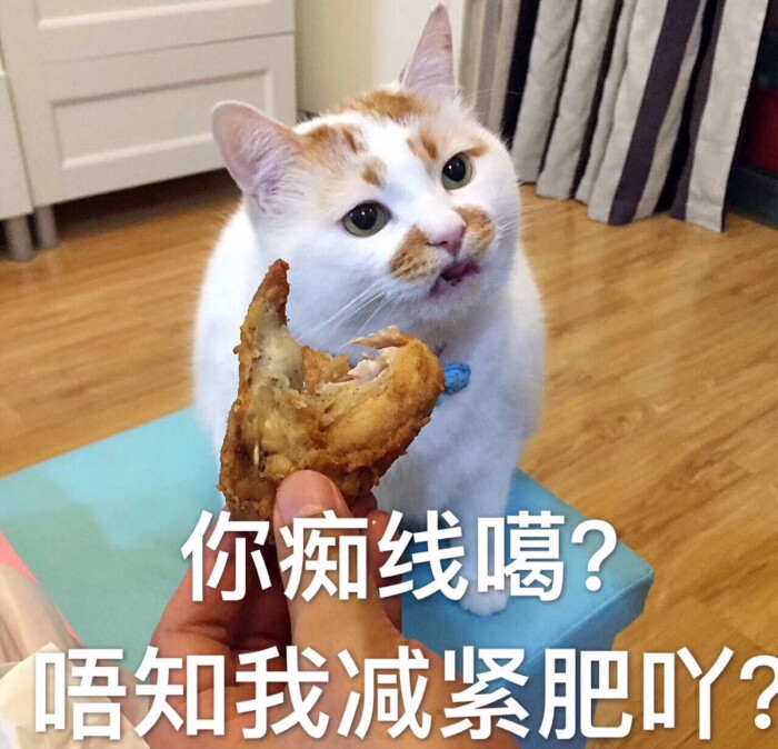 猫表情包 痴线嘎 唔知我减紧肥吖