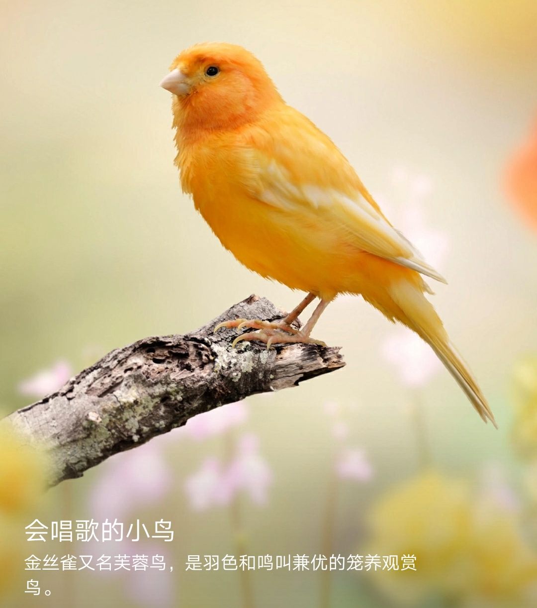 金丝雀 