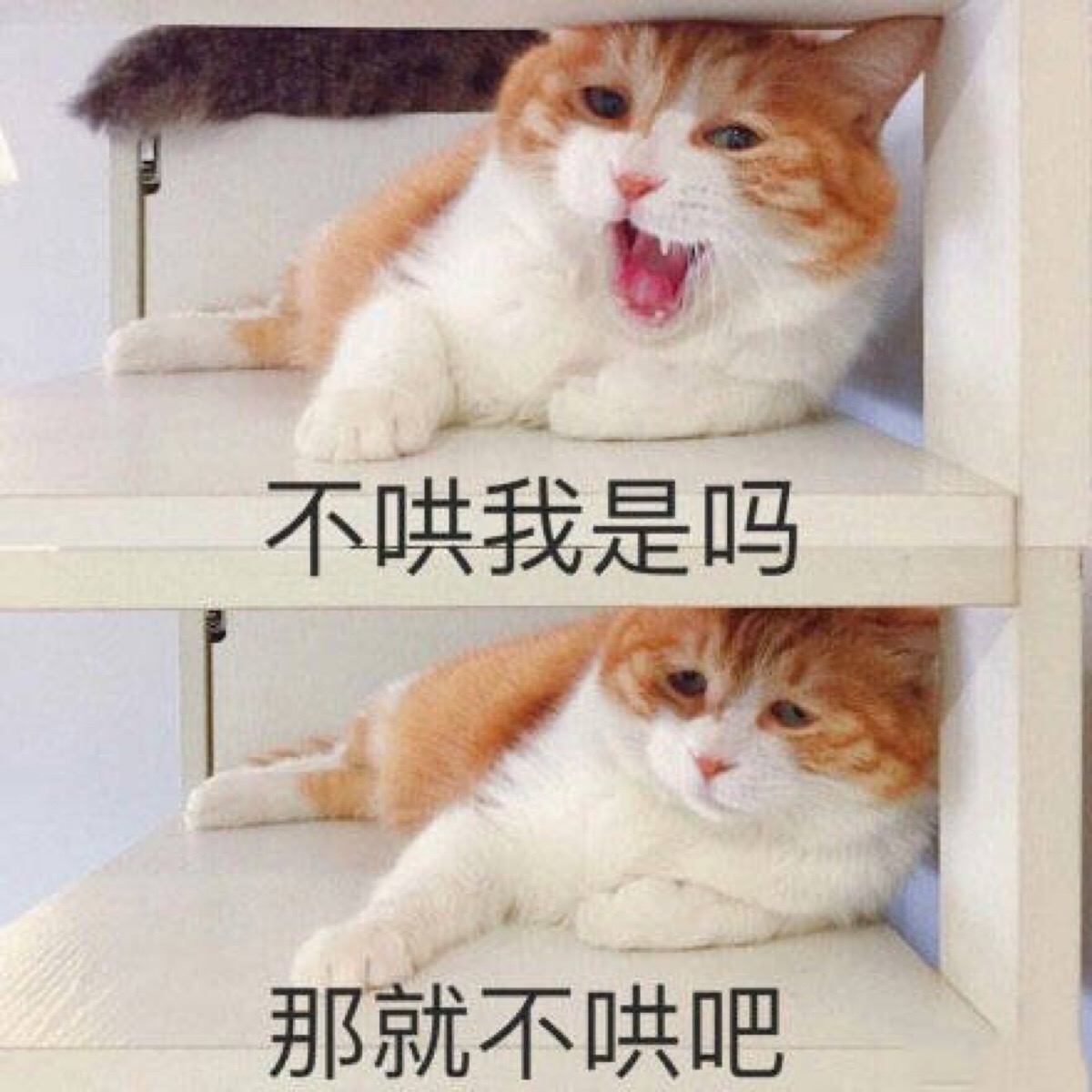 橘猫表情包