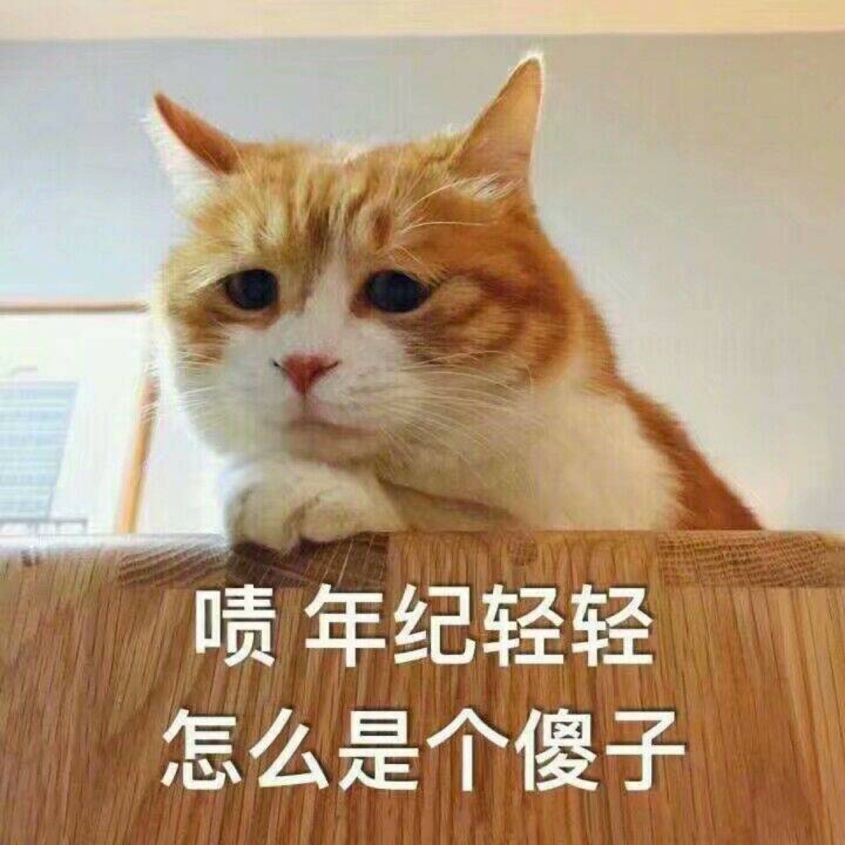 橘猫表情包