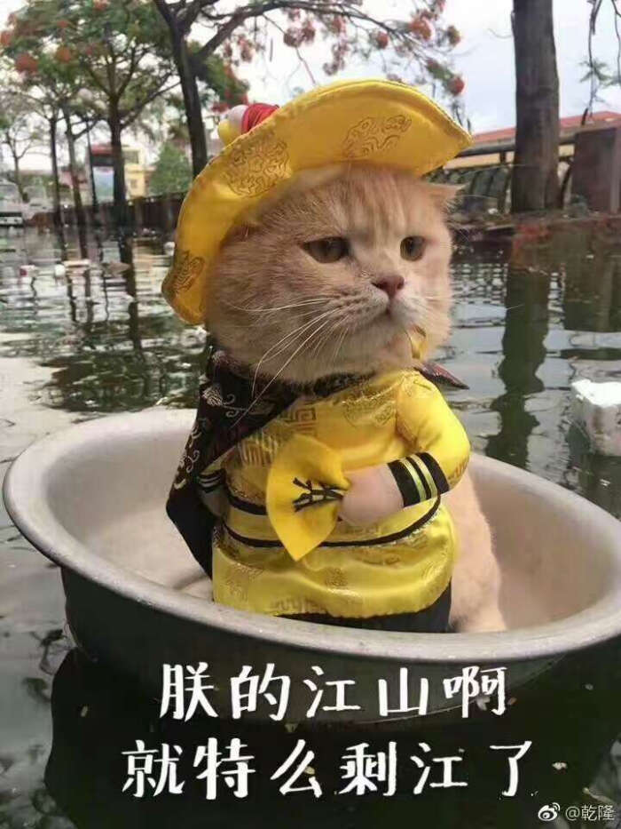 猫咪表情包,暴雨