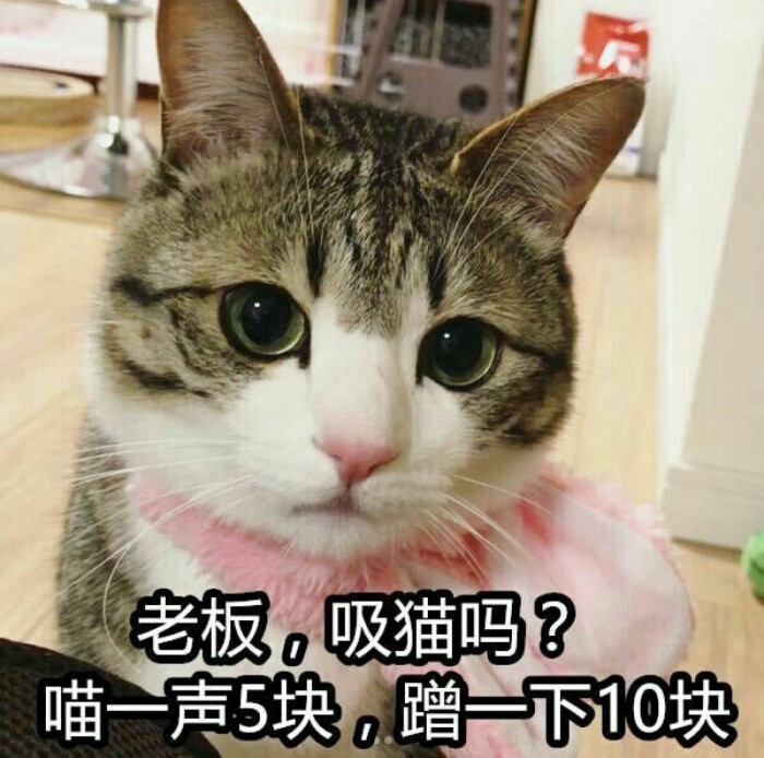 猫表情包