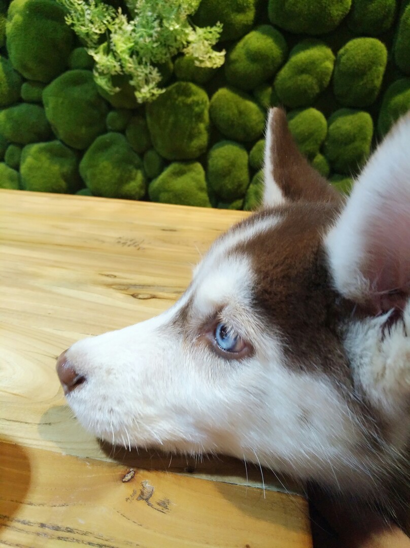 想吃肉 