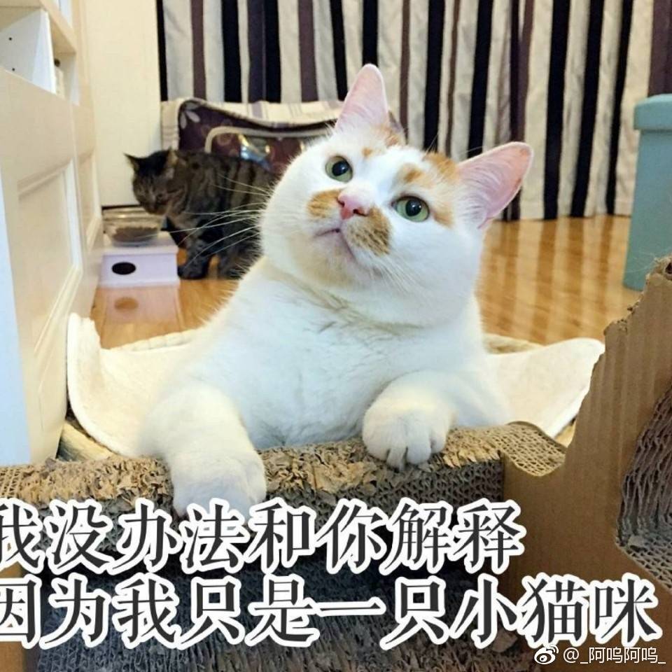 猫表情包可爱