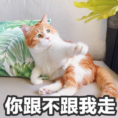 表情包