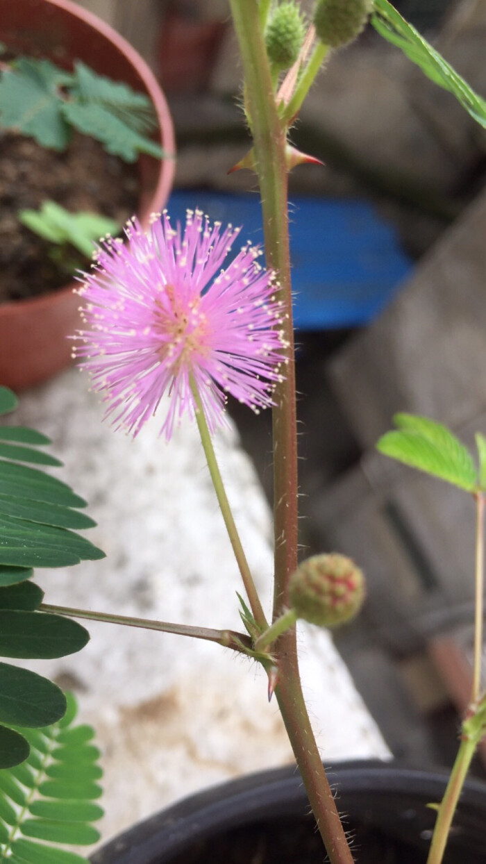 含羞草的花-堆糖,美好生活研究所