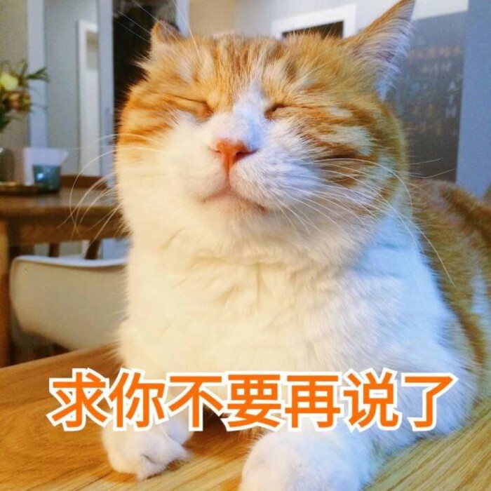 猫咪表情包