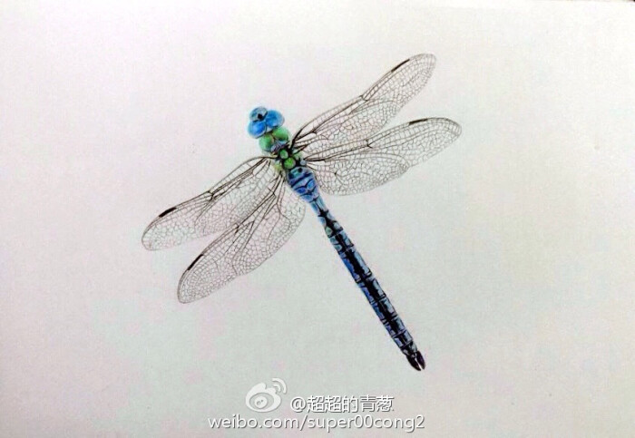 纸上彩铅-《蜻蜓》作者:@超超的青葱