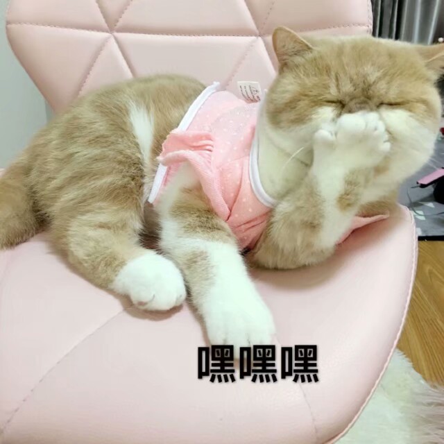 猫表情包