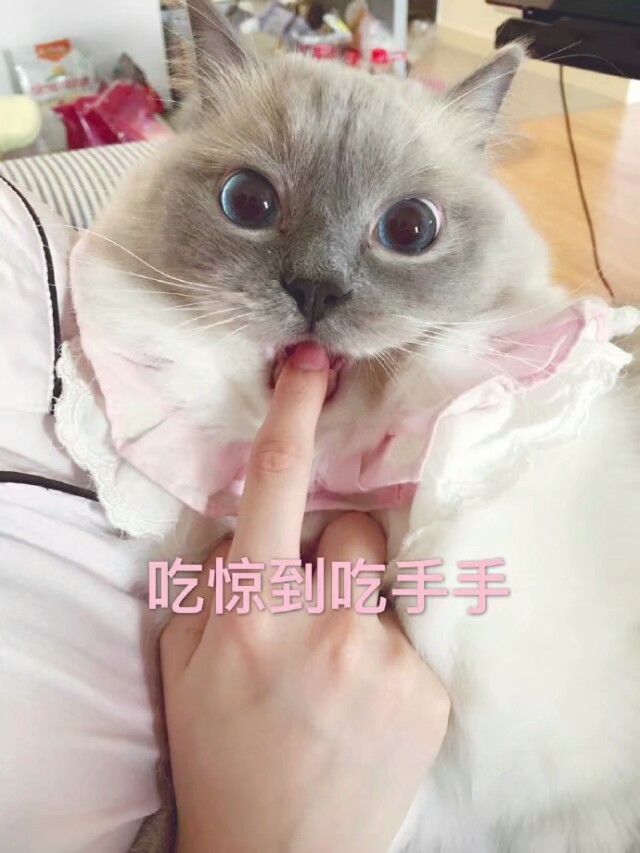 猫表情包