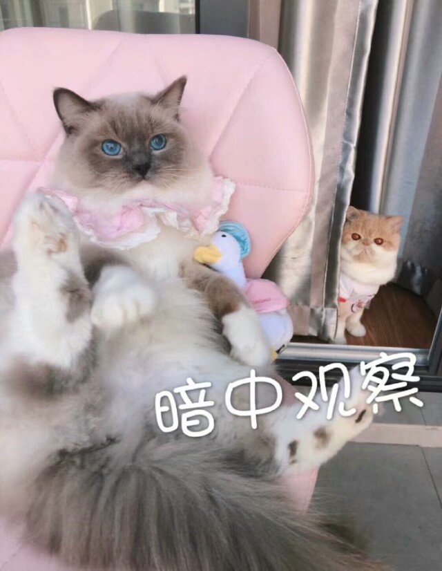 猫表情包