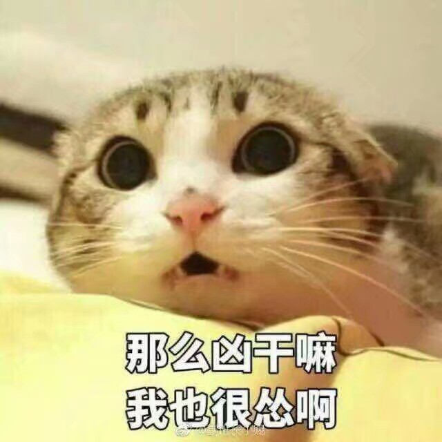 猫表情包