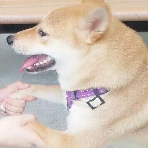 情头 狗头个性情头 搞笑情侣头像