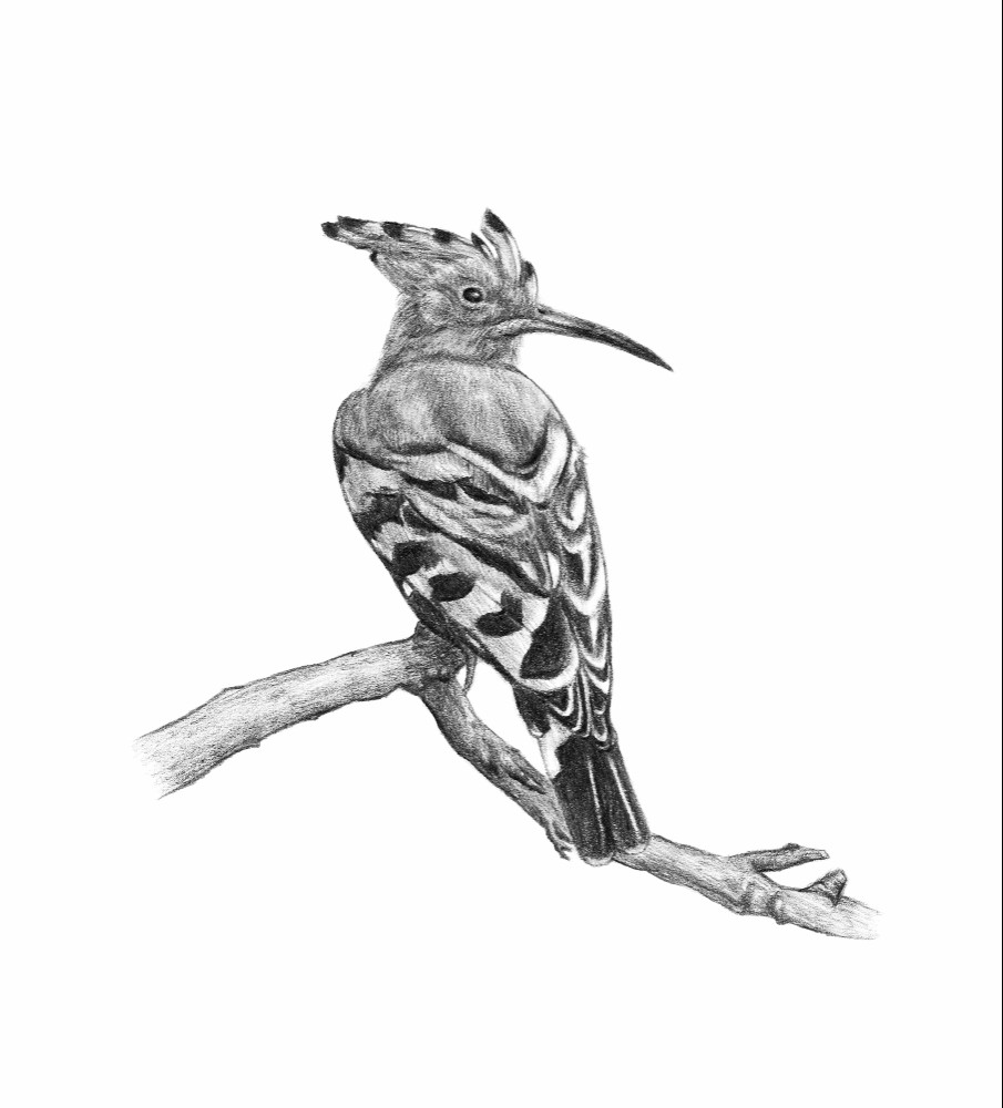 啄木鸟素描画