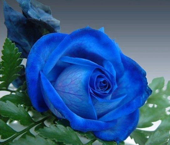 奇花异卉——蓝色妖姬