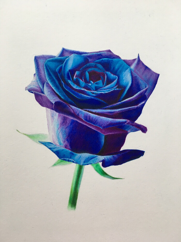 原创作品:《彩铅花卉:蓝玫瑰》