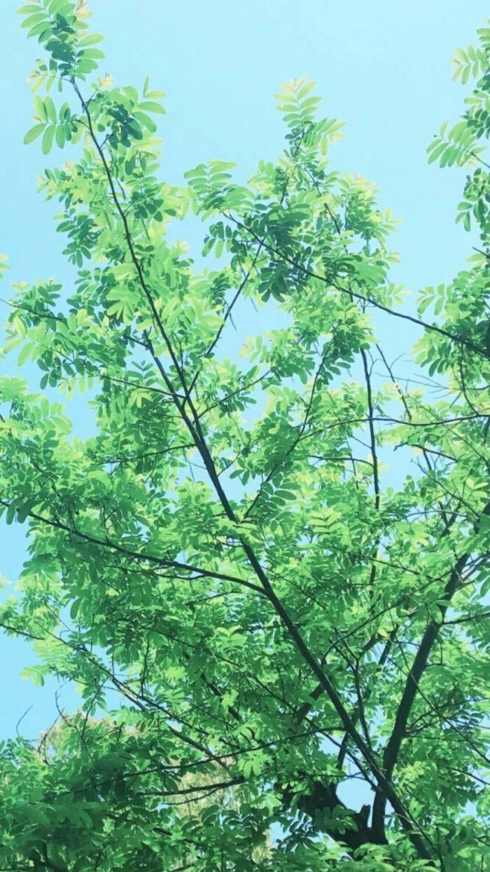 护眼壁纸