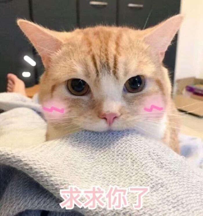 猫表情包