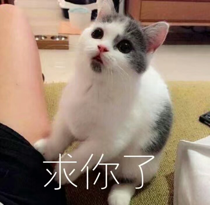 猫表情包