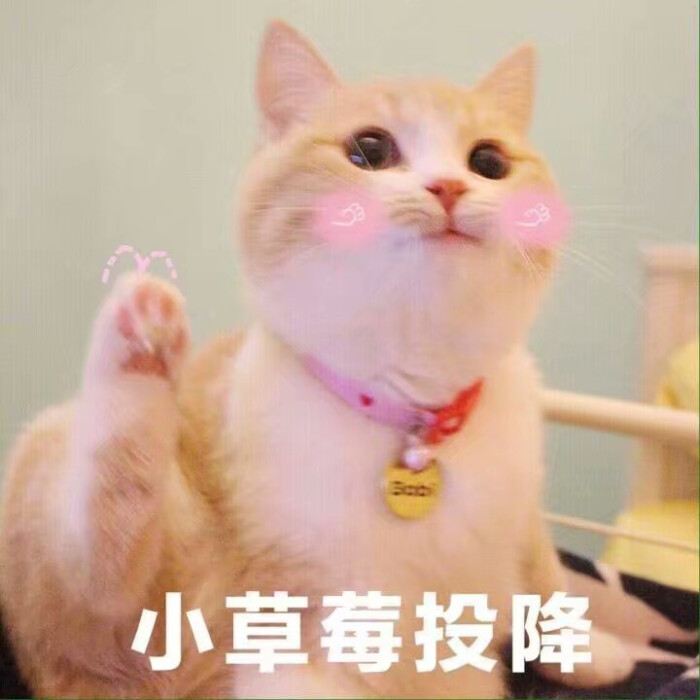 猫表情包