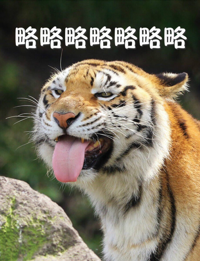 老虎表情包 "略略略略略略略"