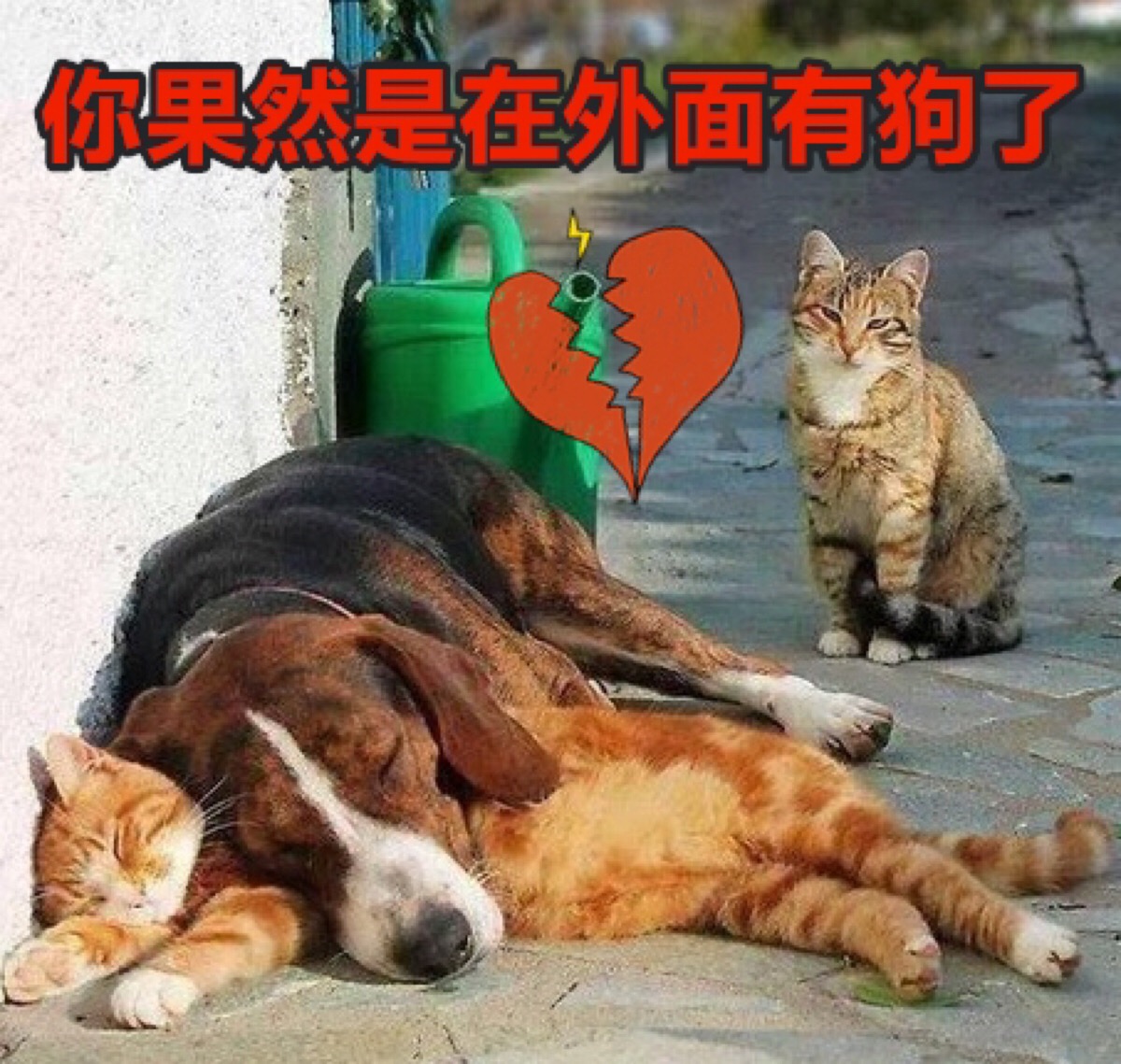 猫咪狗狗表情包"你果然是在外面有狗了"